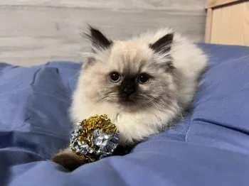 はるる 様のお迎えした子猫