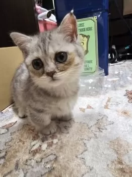 めろちぃ 様のお迎えした子猫