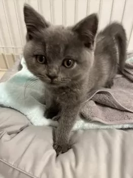 S 様のお迎えした子猫