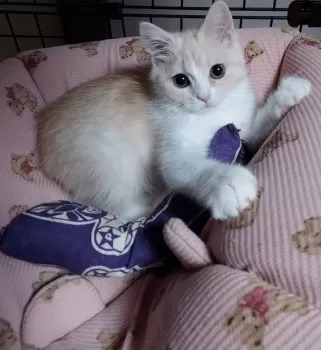 ルナ0529 様のお迎えした子猫