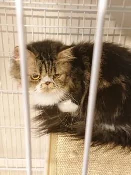 ヤイトさん 様のお迎えした子猫