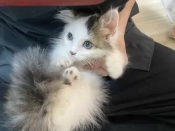 R.A 様のお迎えした子猫