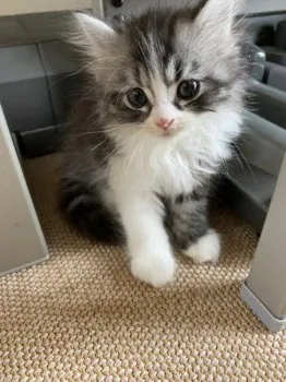 Y.H 様のお迎えした子猫