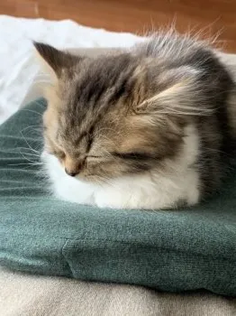 tkk 様のお迎えした子猫