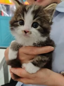 Y.S 様のお迎えした子猫