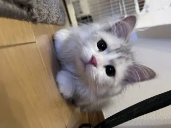 りゅう 様のお迎えした子猫