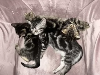 まゆちゃん 様のお迎えした子猫