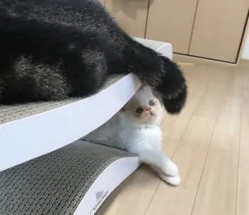 mitten 様のお迎えした子猫