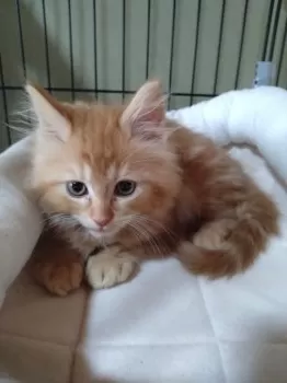 みーさん 様のお迎えした子猫