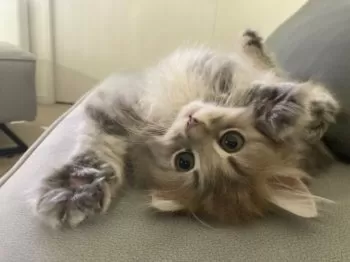 M.M 様のお迎えした子猫