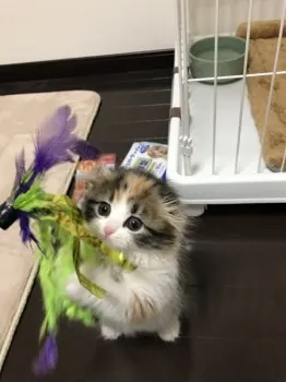 まねきんぐ 様のお迎えした子猫