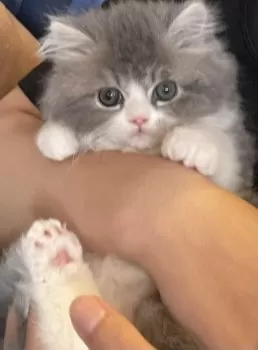 an 様のお迎えした子猫