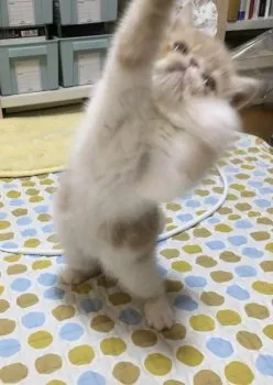 y_y 様のお迎えした子猫