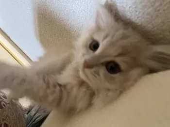 Y 様のお迎えした子猫