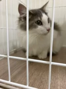 M.Y 様のお迎えした子猫