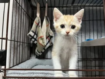 K.F 様のお迎えした子猫