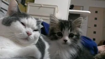 アレンファミリー 様のお迎えした子猫