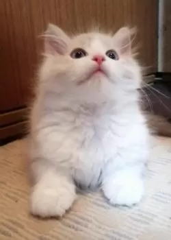 kazu 様のお迎えした子猫