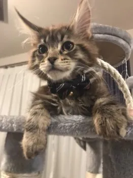 ゆうき 様のお迎えした子猫