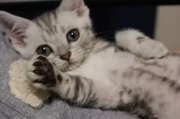 Shin 様のお迎えした子猫