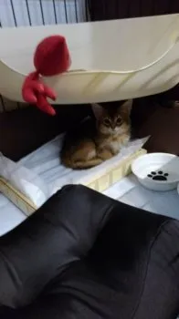 tomboy 様のお迎えした子猫