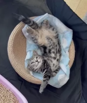 M.S 様のお迎えした子猫