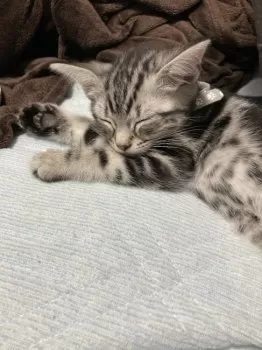 T.N 様のお迎えした子猫