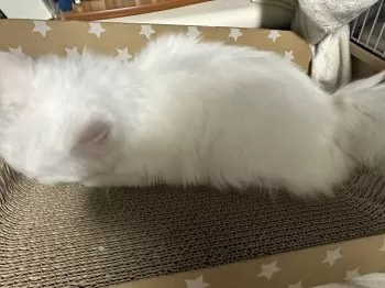 まる 様のお迎えした子猫