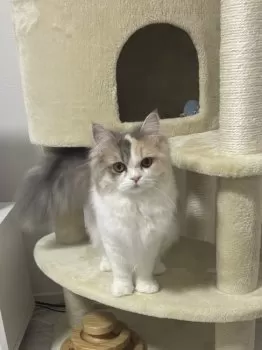 onigiri 様のお迎えした子猫