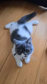 きなこ 様のお迎えした子猫