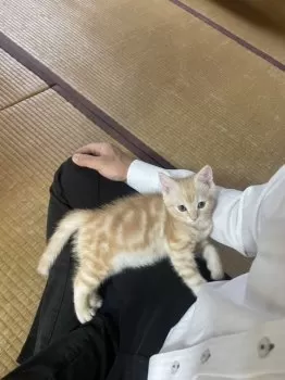 まーこ 様のお迎えした子猫