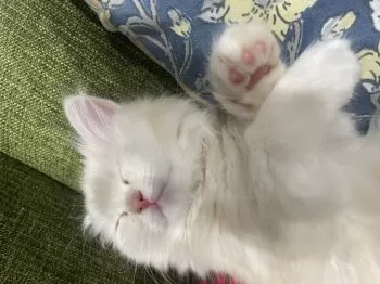 ノリコ 様のお迎えした子猫