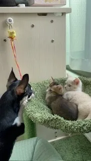 Jobにゃん 様のお迎えした子猫