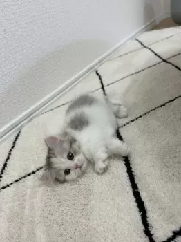 Y.N 様のお迎えした子猫