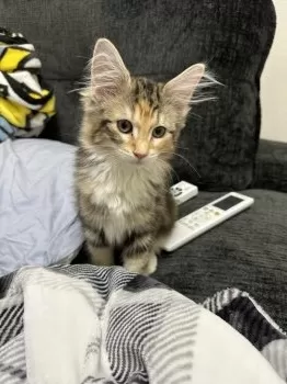 みつ 様のお迎えした子猫