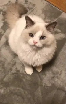 フクダ 様のお迎えした子猫