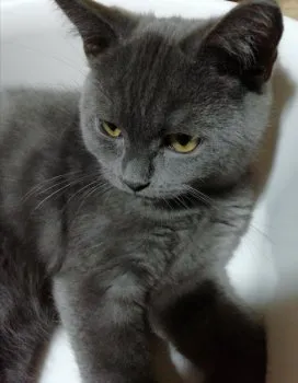 maria811 様のお迎えした子猫