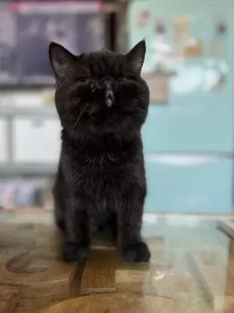 Magic8 様のお迎えした子猫