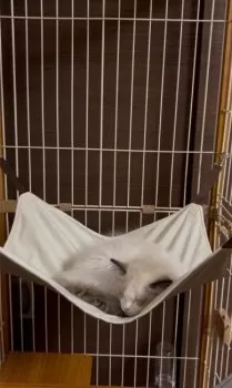 M.T 様のお迎えした子猫