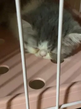 かお 様のお迎えした子猫