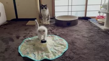 まほ 様のお迎えした子猫