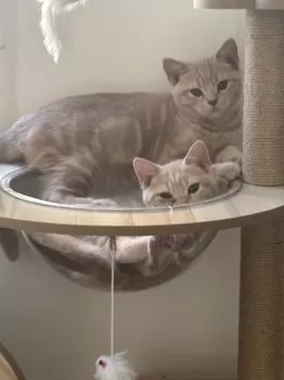とら 様のお迎えした子猫