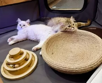 ginchan 様のお迎えした子猫