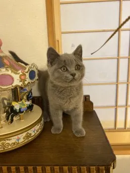 stmn 様のお迎えした子猫