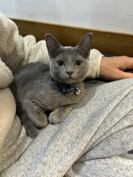 H.K 様のお迎えした子猫