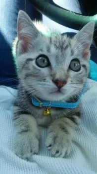 遠藤 様のお迎えした子猫