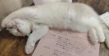 YOU 様のお迎えした子猫