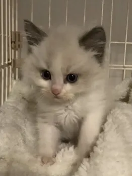 チョコバナナ 様のお迎えした子猫