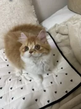 T.T 様のお迎えした子猫