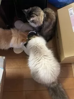 まりん 様のお迎えした子猫